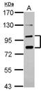 Protocadherin Alpha 6 antibody, NBP2-19725, Novus Biologicals, Western Blot image 