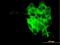Synaptotagmin-4 antibody, H00006860-M04, Novus Biologicals, Immunofluorescence image 