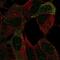 Neural Cell Adhesion Molecule 2 antibody, PA5-65084, Invitrogen Antibodies, Immunofluorescence image 