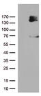 Fibroblast Growth Factor Receptor 1 antibody, TA802990AM, Origene, Western Blot image 