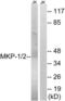 Dual specificity protein phosphatase 1 antibody, LS-C118363, Lifespan Biosciences, Western Blot image 