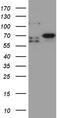Male-specific lethal 2 homolog antibody, CF811188, Origene, Western Blot image 
