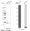 Formation Of Mitochondrial Complex V Assembly Factor 1 Homolog antibody, NBP2-31902, Novus Biologicals, Western Blot image 