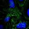 Septin-9 antibody, NBP2-55358, Novus Biologicals, Immunofluorescence image 