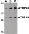TAR DNA Binding Protein antibody, LS-C34724, Lifespan Biosciences, Western Blot image 