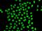 QKI, KH Domain Containing RNA Binding antibody, PA5-77110, Invitrogen Antibodies, Immunofluorescence image 