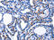 CTSH antibody, CSB-PA560952, Cusabio, Immunohistochemistry frozen image 