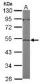 Actin-like protein 7A antibody, NBP2-15271, Novus Biologicals, Western Blot image 