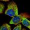 Vesicle Trafficking 1 antibody, orb73655, Biorbyt, Immunofluorescence image 
