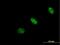 RNA Polymerase I Subunit E antibody, H00064425-B01P, Novus Biologicals, Immunofluorescence image 