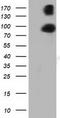 Protein Kinase D2 antibody, CF501671, Origene, Western Blot image 