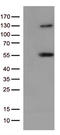 Mitogen-Activated Protein Kinase 10 antibody, CF813291, Origene, Western Blot image 