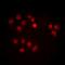 Survivin antibody, orb74399, Biorbyt, Immunofluorescence image 