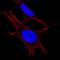 CD13 antibody, MAB3815, R&D Systems, Immunocytochemistry image 