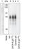 GATA Binding Protein 4 antibody, 44-948, Invitrogen Antibodies, Western Blot image 