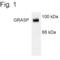 General Receptor For Phosphoinositides 1 Associated Scaffold Protein antibody, PA1-4662, Invitrogen Antibodies, Western Blot image 