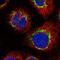 Chromosome 1 Open Reading Frame 112 antibody, HPA024451, Atlas Antibodies, Immunofluorescence image 