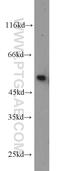 Tetratricopeptide Repeat Domain 8 antibody, 12505-1-AP, Proteintech Group, Western Blot image 
