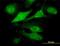Ring Finger Protein 144B antibody, orb89811, Biorbyt, Immunofluorescence image 