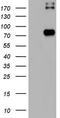 Gp110 antibody, TA802981, Origene, Western Blot image 