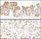 Valosin Containing Protein antibody, A300-588A, Bethyl Labs, Immunohistochemistry frozen image 