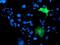 Integrin Alpha FG-GAP Repeat Containing 2 antibody, NBP2-00861, Novus Biologicals, Immunofluorescence image 