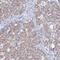 MPC1 antibody, HPA045119, Atlas Antibodies, Immunohistochemistry frozen image 