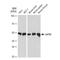 DExD-Box Helicase 39B antibody, GTX03232, GeneTex, Western Blot image 