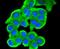 Mitogen-Activated Protein Kinase 9 antibody, NBP2-67553, Novus Biologicals, Immunocytochemistry image 