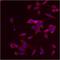 Golgin A2 antibody, PA1-077, Invitrogen Antibodies, Immunofluorescence image 