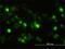 Annexin A2 antibody, H00000302-M01, Novus Biologicals, Immunofluorescence image 