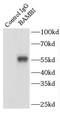 BMP and activin membrane-bound inhibitor homolog antibody, FNab00797, FineTest, Immunoprecipitation image 