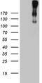 Complement C3b/C4b Receptor 1 (Knops Blood Group) antibody, TA811726, Origene, Western Blot image 