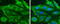 Acetyl-CoA Carboxylase Alpha antibody, GTX132081, GeneTex, Immunofluorescence image 