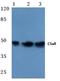 Complement C5a Receptor 1 antibody, AP06508PU-N, Origene, Western Blot image 