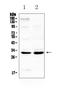 Interleukin 1 Beta antibody, A00101-1, Boster Biological Technology, Western Blot image 