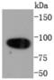 Calnexin antibody, NBP2-67721, Novus Biologicals, Western Blot image 