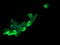 RasGAP antibody, LS-C174570, Lifespan Biosciences, Immunofluorescence image 