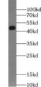 Acetyl-CoA Acyltransferase 1 antibody, FNab00058, FineTest, Western Blot image 