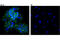 CXADR Ig-Like Cell Adhesion Molecule antibody, 16984S, Cell Signaling Technology, Immunofluorescence image 