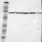 Zinc Finger CCCH-Type Containing 12B antibody, NBP1-84332, Novus Biologicals, Western Blot image 