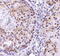 Dor antibody, TA309919, Origene, Immunohistochemistry paraffin image 
