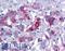 Forkhead Box O4 antibody, LS-B5287, Lifespan Biosciences, Immunohistochemistry frozen image 