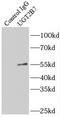 UDP Glucuronosyltransferase Family 2 Member B7 antibody, FNab09241, FineTest, Immunoprecipitation image 
