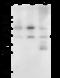 Fibrillarin antibody, 102070-T38, Sino Biological, Western Blot image 