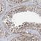 Coiled-Coil-Helix-Coiled-Coil-Helix Domain Containing 5 antibody, HPA038263, Atlas Antibodies, Immunohistochemistry frozen image 