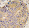 Bone morphogenetic protein 15 antibody, AP11661PU-N, Origene, Immunohistochemistry frozen image 