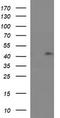Ras association domain-containing protein 8 antibody, CF505924, Origene, Western Blot image 