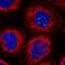 Disialoganglioside GD3 antibody, NBP1-80750, Novus Biologicals, Immunocytochemistry image 