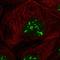 Cell growth-regulating nucleolar protein antibody, HPA035881, Atlas Antibodies, Immunocytochemistry image 